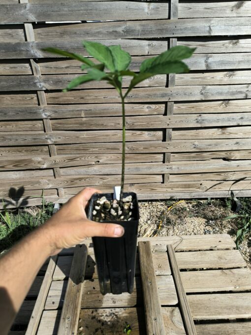 Amorphophallus impressus 20cm – Image 6