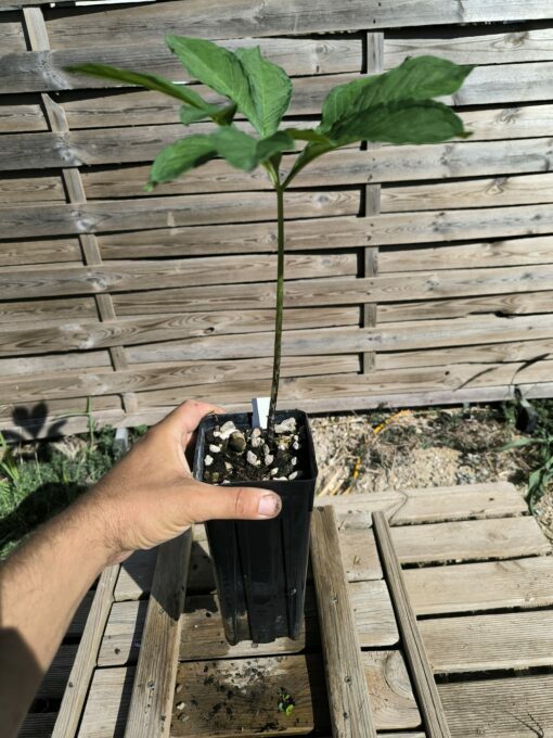 Amorphophallus impressus 20cm – Image 7