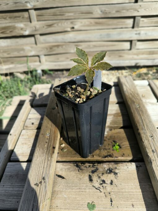 Amorphophallus mirabilis S - Image 3
