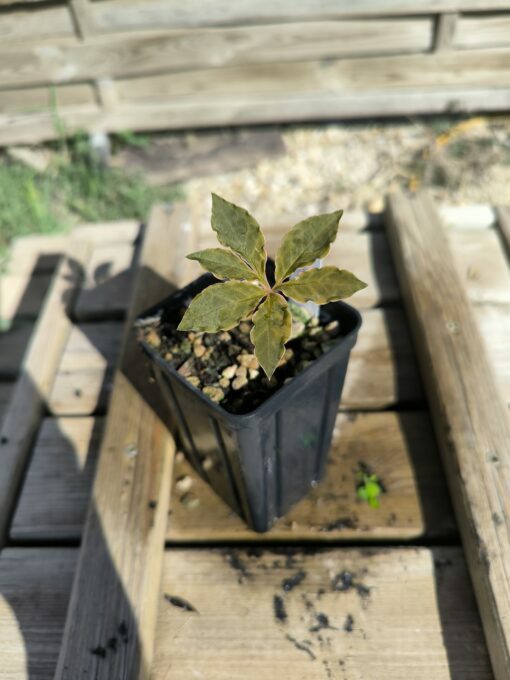 Amorphophallus mirabilis S - Image 4