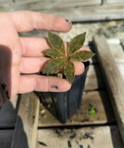 Amorphophallus mirabilis S