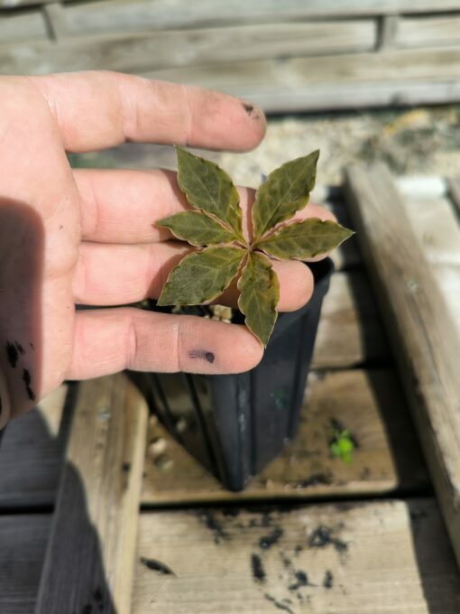 Amorphophallus mirabilis S