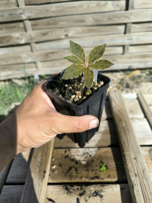 Amorphophallus mirabilis S - Image 5