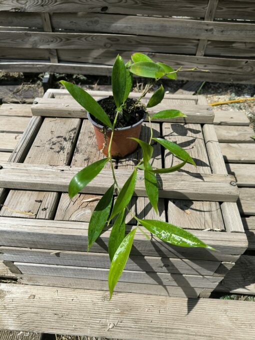 Costus lateriflorus – Image 2