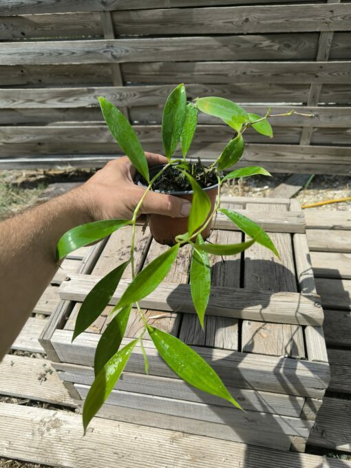 Costus lateriflorus – Image 5