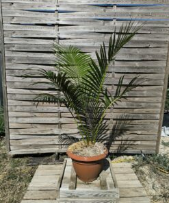 Cycas edentata 6cm caudex