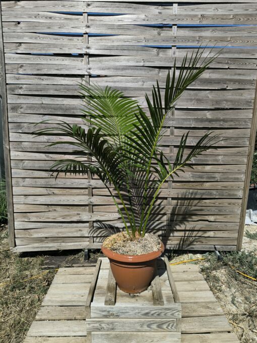 Cycas edentata 6cm caudex