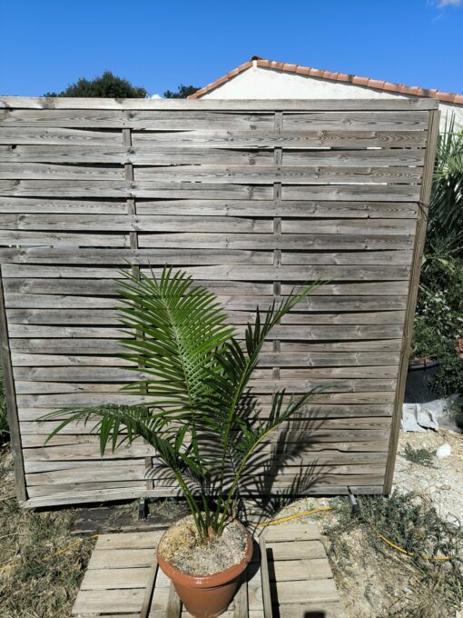 Cycas edentata 6cm caudex – Image 3