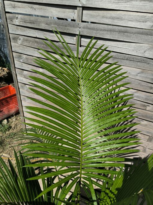 Cycas edentata 6cm caudex – Image 4