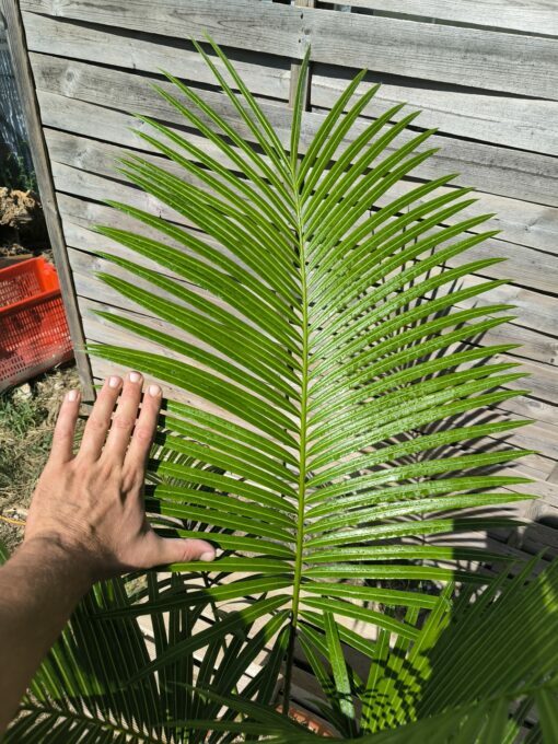 Cycas edentata 6cm caudex – Image 5