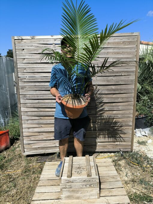 Cycas edentata 6cm caudex – Image 7
