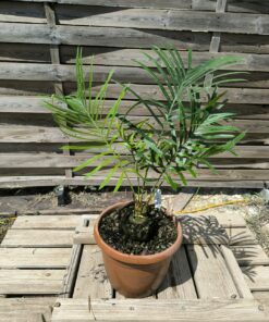 Cycas armstrongii greffé sur C. revoluta double caudex