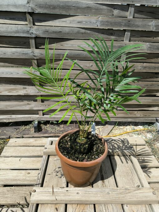 Cycas armstrongii greffé sur C. revoluta double caudex