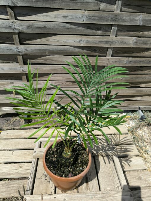 Cycas armstrongii greffé sur C. revoluta double caudex – Image 2