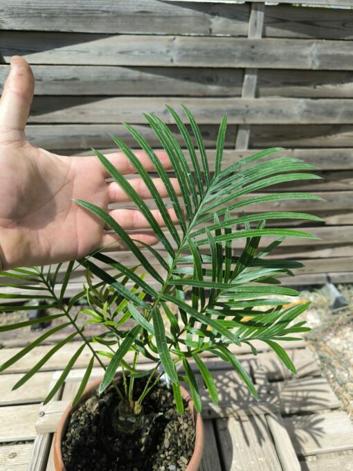 Cycas armstrongii greffé sur C. revoluta double caudex – Image 6