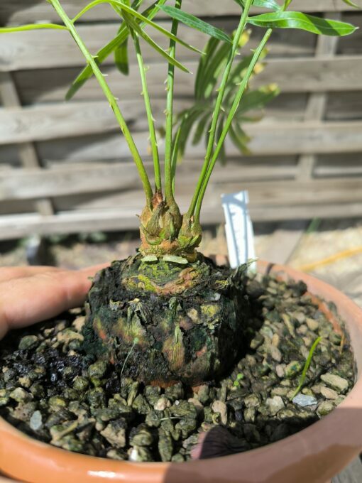 Cycas armstrongii greffé sur C. revoluta double caudex – Image 5