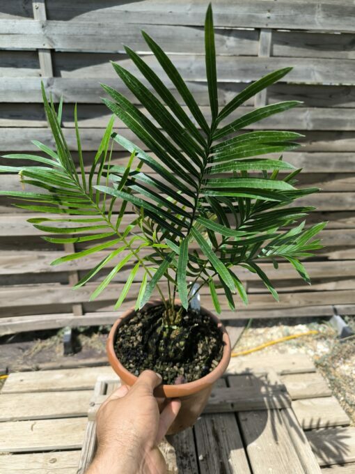 Cycas armstrongii greffé sur C. revoluta double caudex – Image 4