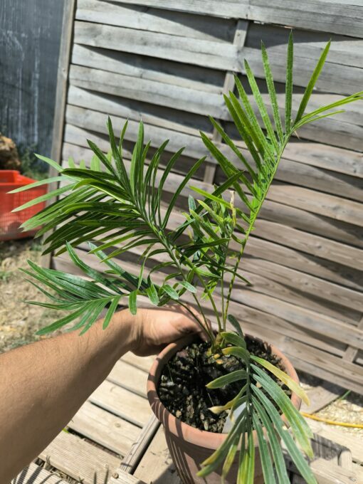 Cycas armstrongii greffé sur C. revoluta double caudex – Image 3