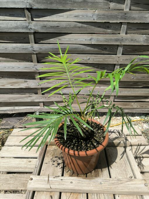 Cycas badensis greffé sur C. revoluta – Image 2