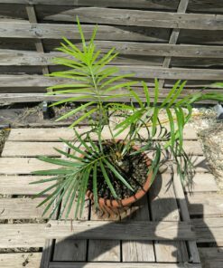 Cycas badensis greffé sur C. revoluta