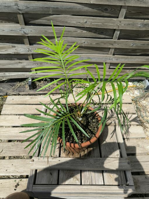 Cycas badensis greffé sur C. revoluta