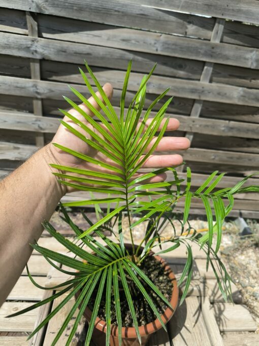 Cycas badensis greffé sur C. revoluta – Image 3