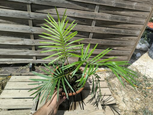 Cycas badensis greffé sur C. revoluta – Image 4