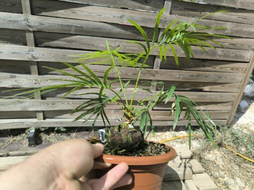 Cycas badensis greffé sur C. revoluta – Image 5