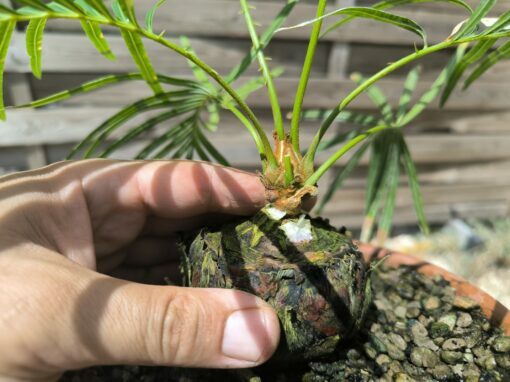 Cycas badensis greffé sur C. revoluta – Image 7