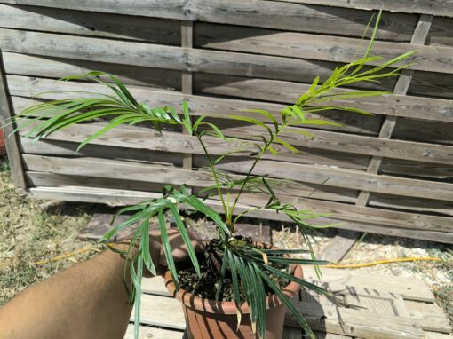 Cycas badensis greffé sur C. revoluta – Image 6