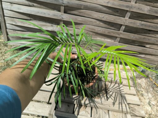 Cycas badensis greffé sur C. revoluta – Image 8