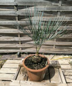 Cycas cairnsiana greffé sur C. revoluta CA80
