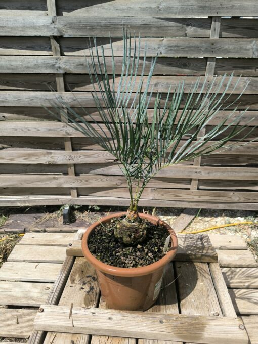 Cycas cairnsiana greffé sur C. revoluta CA80