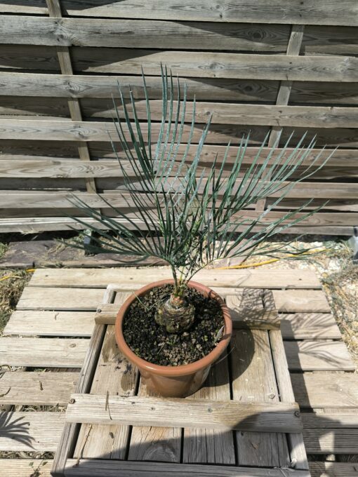 Cycas cairnsiana greffé sur C. revoluta CA80 – Image 3