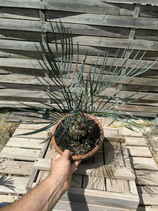 Cycas cairnsiana greffé sur C. revoluta CA80 – Image 7