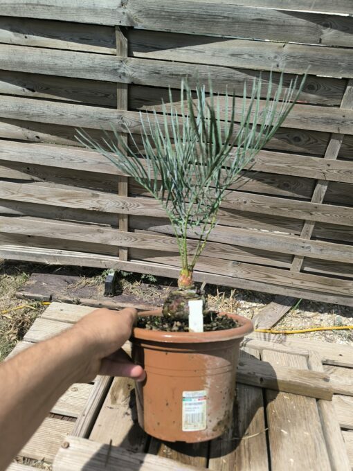 Cycas cairnsiana greffé sur C. revoluta CA80 – Image 6