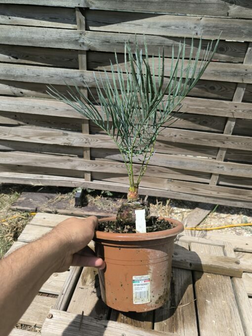 Cycas cairnsiana greffé sur C. revoluta CA80 – Image 5
