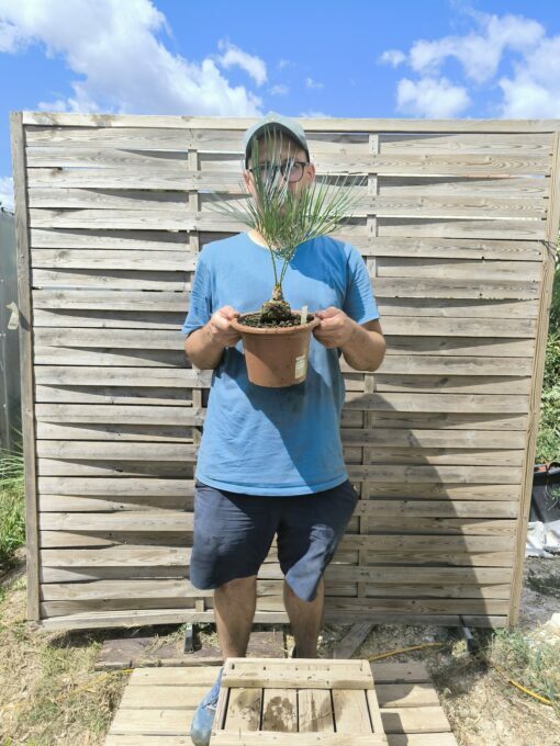 Cycas cairnsiana greffé sur C. revoluta CA80 – Image 4