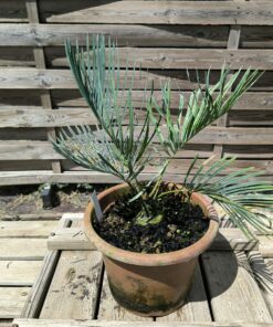 Cycas cairnsiana greffé sur C. revoluta CA81