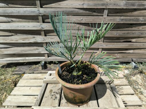 Cycas cairnsiana grafted onto C. revoluta CA81