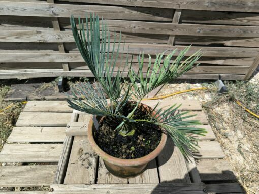 Cycas cairnsiana grafted onto C. revoluta CA81 - Image 3