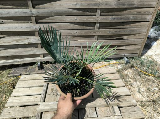 Cycas cairnsiana grafted onto C. revoluta CA81 - Image 5