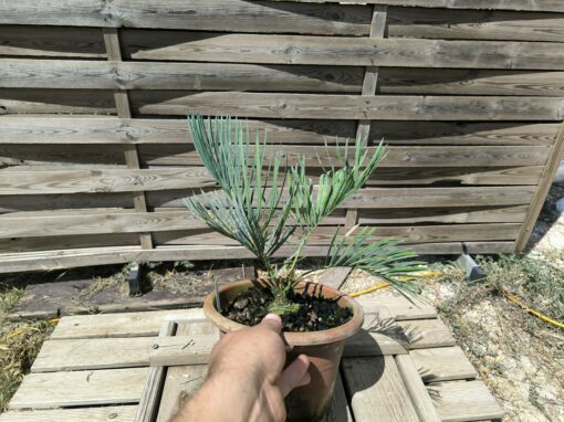 Cycas cairnsiana grafted onto C. revoluta CA81 - Image 4