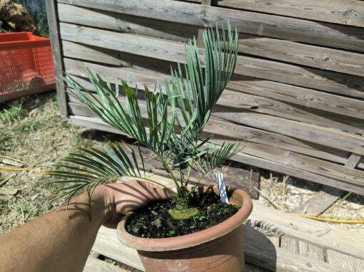 Cycas cairnsiana grafted onto C. revoluta CA81 - Image 6