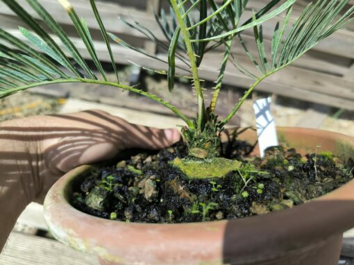 Cycas cairnsiana grafted onto C. revoluta CA81 - Image 7