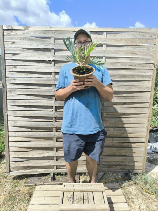 Cycas cairnsiana grafted onto C. revoluta CA81 - Image 9