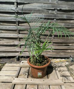 Cycas couttsiana greffé sur C. revoluta CO80