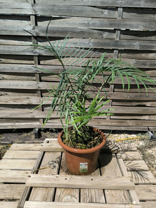 Cycas couttsiana greffé sur C. revoluta CO80