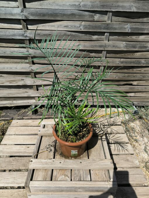 Cycas couttsiana greffé sur C. revoluta CO80 – Image 2