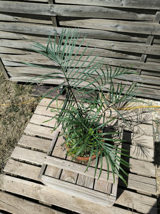 Cycas couttsiana greffé sur C. revoluta CO80 – Image 8